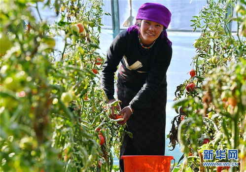 年楚河畔不同春 探访西藏白朗国家级蔬菜标准化生产示范区